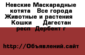 Невские Маскарадные котята - Все города Животные и растения » Кошки   . Дагестан респ.,Дербент г.